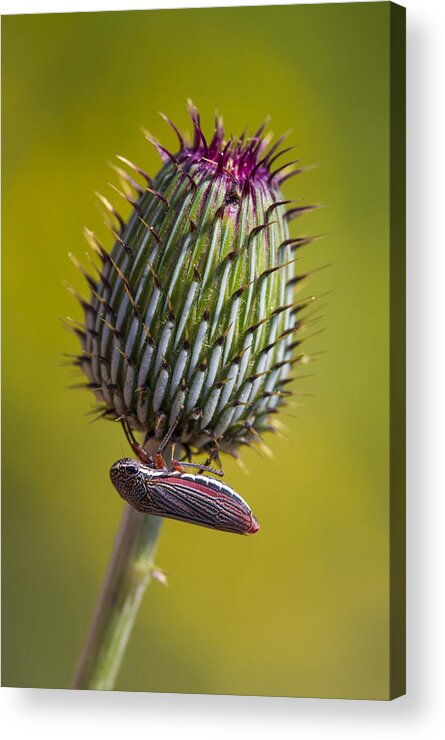 Insect Acrylic Print featuring the photograph Leafhopper on Texas Thistle Bud by Steven Schwartzman