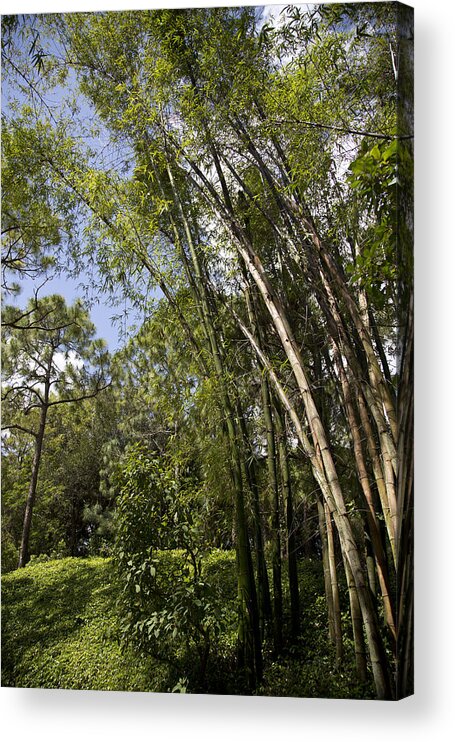 Trees Acrylic Print featuring the photograph Leaning Bamboo by Lindsey Weimer
