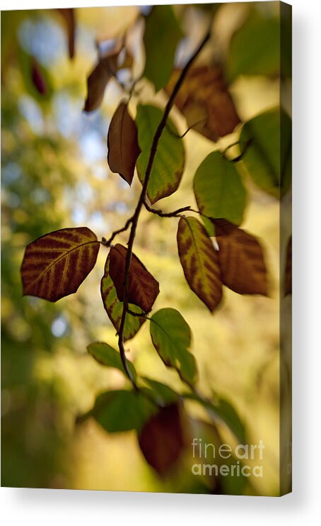 Autumn Acrylic Print featuring the photograph Leaves in the Breeze by Venetta Archer