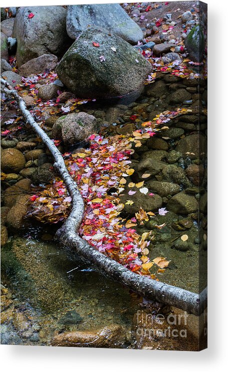 Autumn Acrylic Print featuring the photograph Leaves of Autumn by John Greco