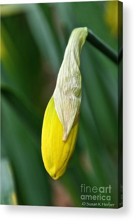 Flower Acrylic Print featuring the photograph Lemon Drop by Susan Herber