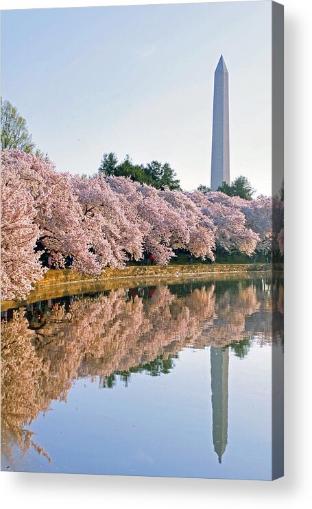 Cherry Blossoms Acrylic Print featuring the photograph Liberty by Mitch Cat