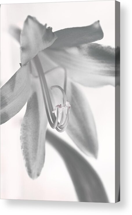 Flower Acrylic Print featuring the photograph Life in Miniature by Paul Watkins