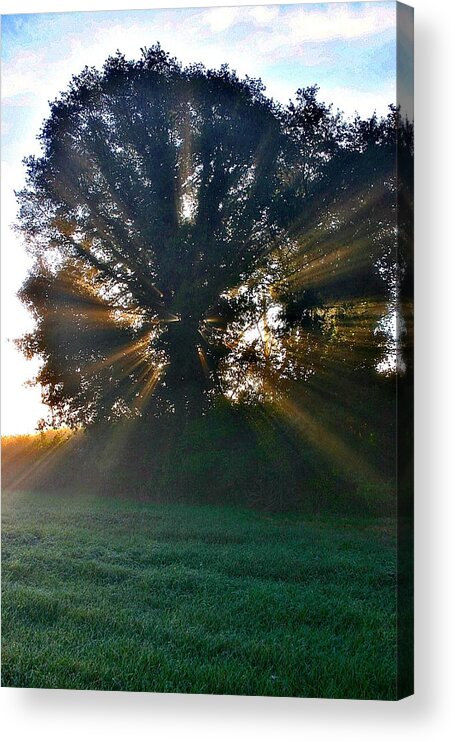 Light Acrylic Print featuring the photograph Light Shaft Tree by Henry Kowalski