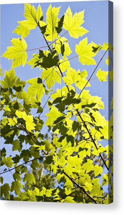 Leaves Acrylic Print featuring the photograph Light through leaves by Christopher Byrd