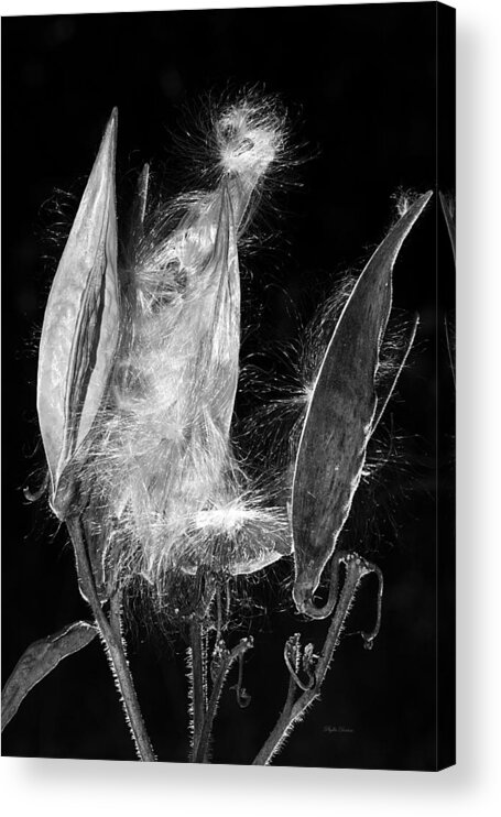 Seed Pod Acrylic Print featuring the photograph Lighted Seed Pod by Phyllis Denton