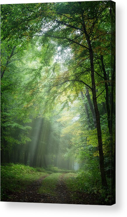 Forest Landscape Acrylic Print featuring the photograph Lighting The Way by Bill Wakeley