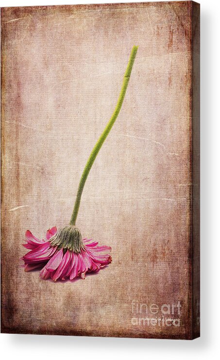 Flower Acrylic Print featuring the photograph Like a Broom by Randi Grace Nilsberg