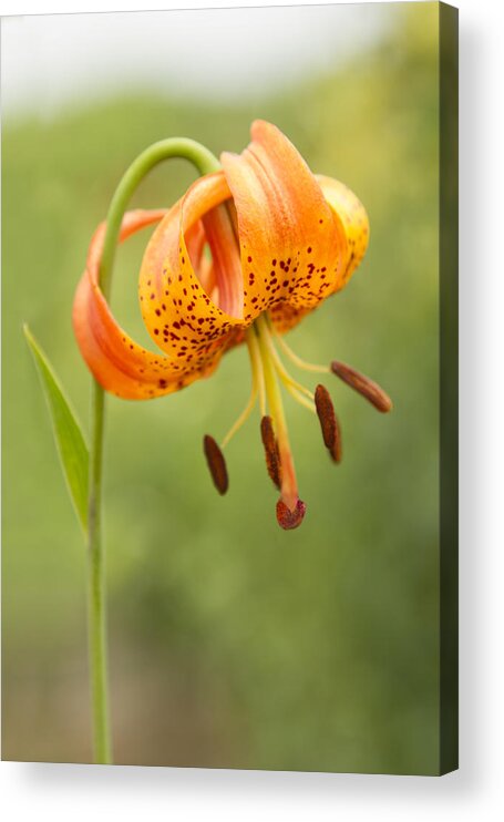 June Acrylic Print featuring the photograph Lilium Pardalinum - I by Marilyn Cornwell