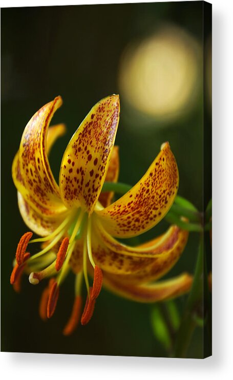Lily Acrylic Print featuring the photograph Lily in Orange and Yellow by Leda Robertson