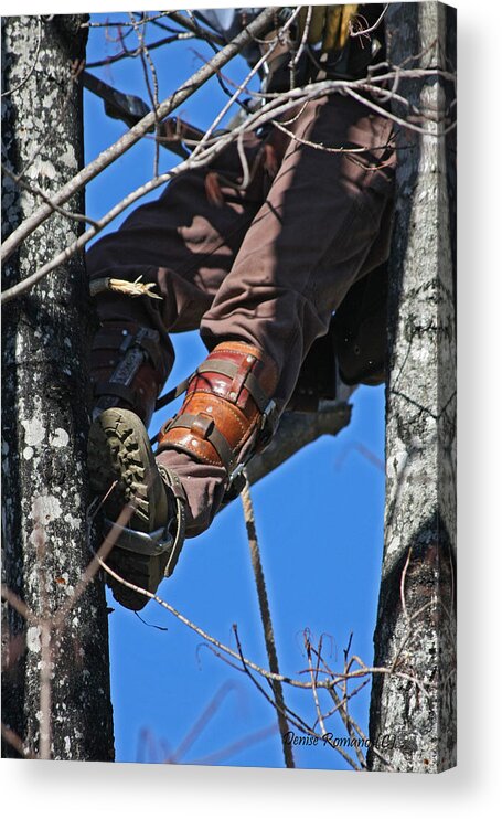 Tree Acrylic Print featuring the photograph Lineman by Denise Romano