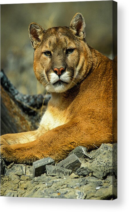 Animal Acrylic Print featuring the photograph Lion King by Randy Green