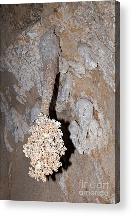 Carlsbad Acrylic Print featuring the photograph Lions Tail Carlsbad Caverns National Park by Fred Stearns