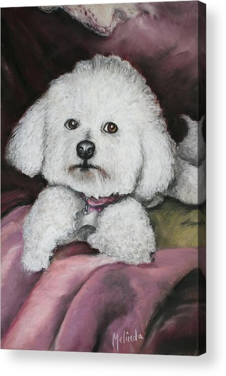 Bichon Acrylic Print featuring the painting Lisa Bichon Pastel by Melinda Saminski