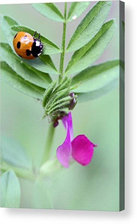 Insects Acrylic Print featuring the photograph Little 'Love' Bug by Jennifer Robin