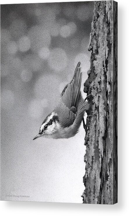 Nut Hatch Acrylic Print featuring the drawing Little One by Stirring Images