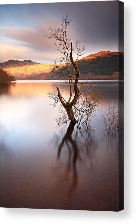 Loch Lomond Acrylic Print featuring the photograph Loch Lomond Tree by Grant Glendinning