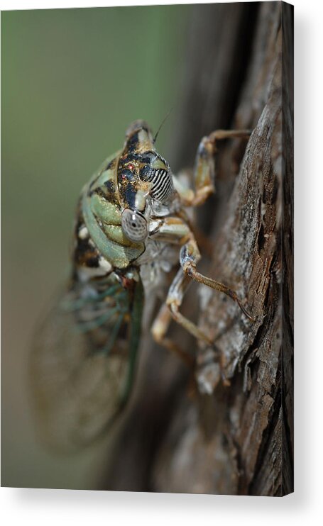 Insect Acrylic Print featuring the photograph Locust by Susan Moody