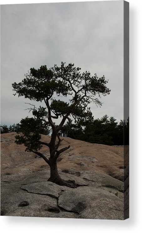 Stone Mountain Acrylic Print featuring the photograph Lone Tree in Stone Mountain State Park North Carolina by Bruce Gourley