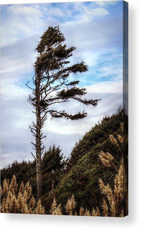 Tree Acrylic Print featuring the photograph Lone Tree by Melanie Lankford Photography