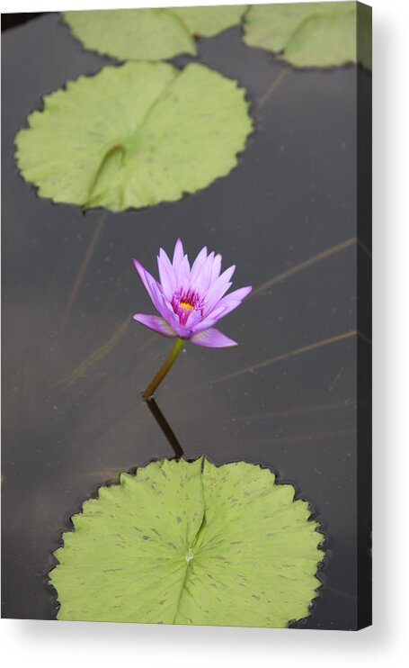 Water Lily Acrylic Print featuring the photograph Lonely Lily by Vadim Levin