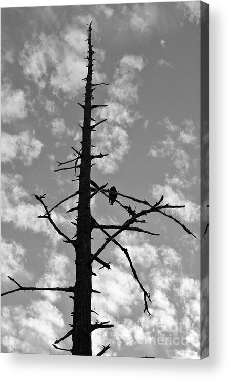  Acrylic Print featuring the photograph Lonely Vulture by Sharron Cuthbertson