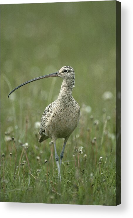 Feb0514 Acrylic Print featuring the photograph Long-billed Curlew Walking Idaho by Michael Quinton