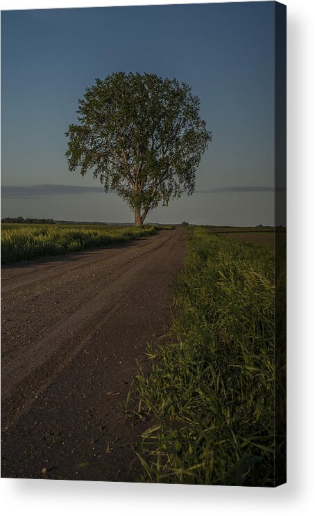 Tree Acrylic Print featuring the photograph Long Drive Home by Pam DeCamp