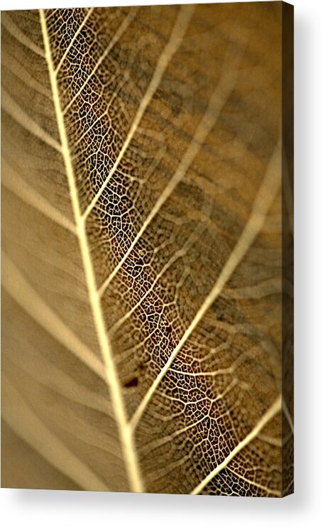 Macro Photography Acrylic Print featuring the photograph Look Closer by Bonnie Bruno