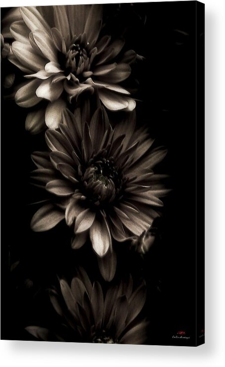 Shadows Acrylic Print featuring the photograph Looking around-082 by Emilio Arostegui