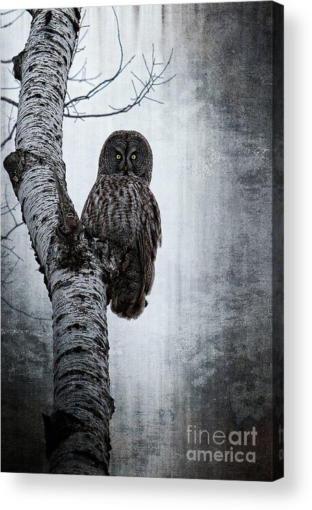 Bird Acrylic Print featuring the photograph Looking down by Lori Dobbs