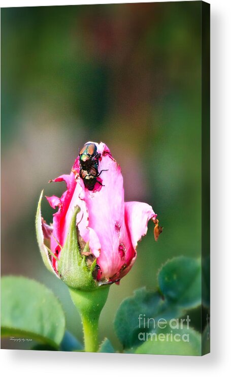 Love Bugs Acrylic Print featuring the photograph Love Bugs by Ms Judi