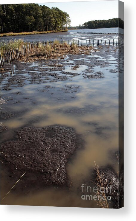 Blackwater Acrylic Print featuring the photograph Low Tide at Blackwater Wildlife Refuge in Maryland by William Kuta
