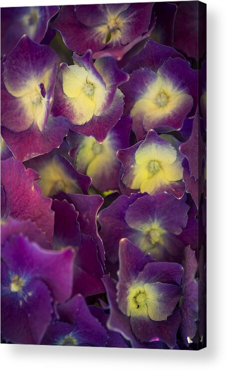 Hydrangeas Acrylic Print featuring the photograph Lucky Seven Hydrangeas by Scott Campbell