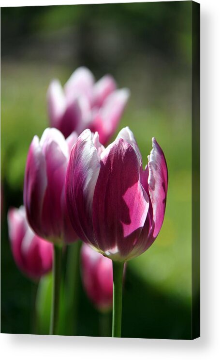 Tulip Acrylic Print featuring the photograph Luminous Plum Tulips by Andrea Lazar