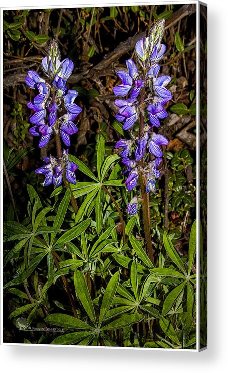 Flowers Acrylic Print featuring the photograph Lupine by Fred Denner