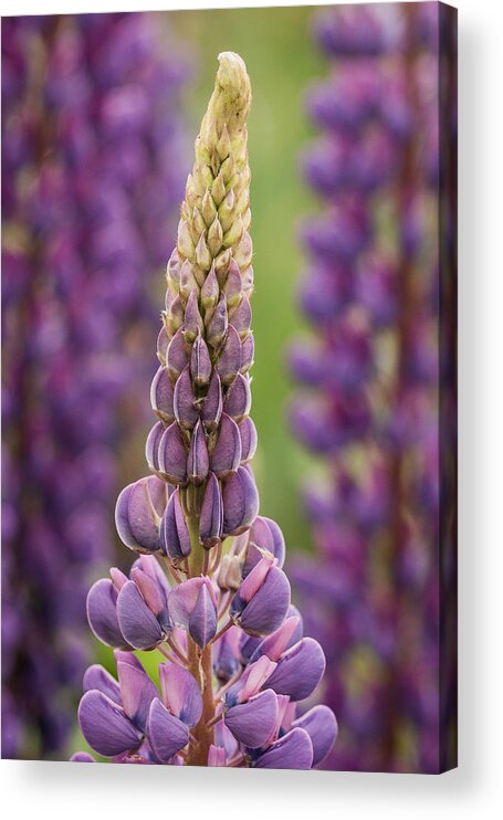 Flower Acrylic Print featuring the photograph Lupine Front and Center by Jean Noren