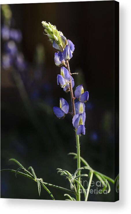Lupine Acrylic Print featuring the photograph Lupine by Tamara Becker