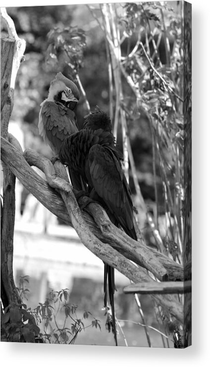 Macaws Acrylic Print featuring the photograph Macaws Of Color B W 15 by Rob Hans