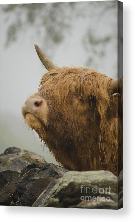 Linsey Williams Acrylic Print featuring the photograph Majestic Highland Cow by Linsey Williams