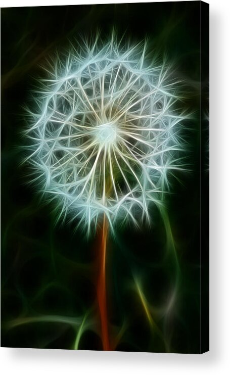 Dandelion Seeds Acrylic Print featuring the photograph Make A Wish by Joann Copeland-Paul