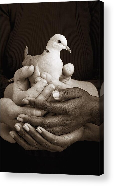 Teamwork Acrylic Print featuring the photograph Many Hands Holding A Dove by Ron Nickel