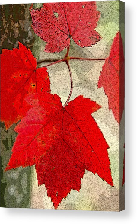 Floral Acrylic Print featuring the photograph Maple Leaf Display by Rob Huntley
