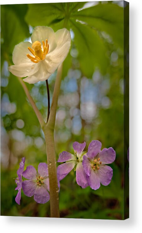 2012 Acrylic Print featuring the photograph May Apples and Wild Geraniums by Robert Charity