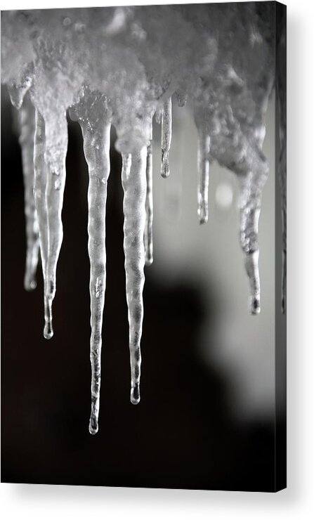 Icicle Acrylic Print featuring the photograph Melting Icicles by Steve Allen/science Photo Library