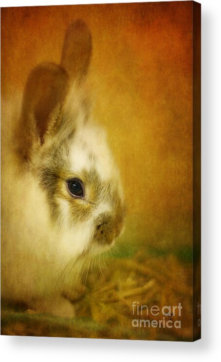 Rabbit Acrylic Print featuring the photograph Memories of Watership Down by Lois Bryan