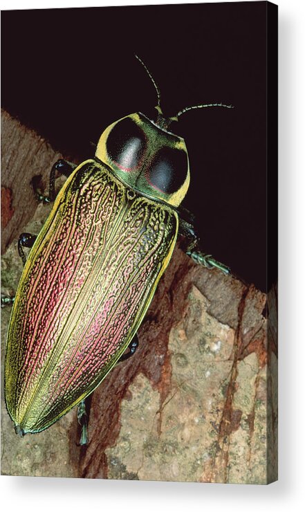 Feb0514 Acrylic Print featuring the photograph Metallic Wood-boring Beetle Panama by Mark Moffett