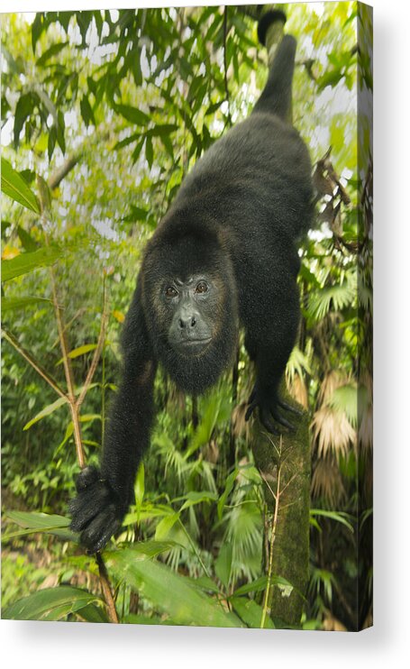 Kevin Schafer Acrylic Print featuring the photograph Mexican Black Howler Monkey Belize by Kevin Schafer
