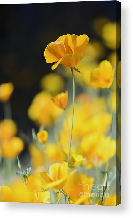 Poppies Acrylic Print featuring the photograph Mexican Gold Poppies by Tamara Becker