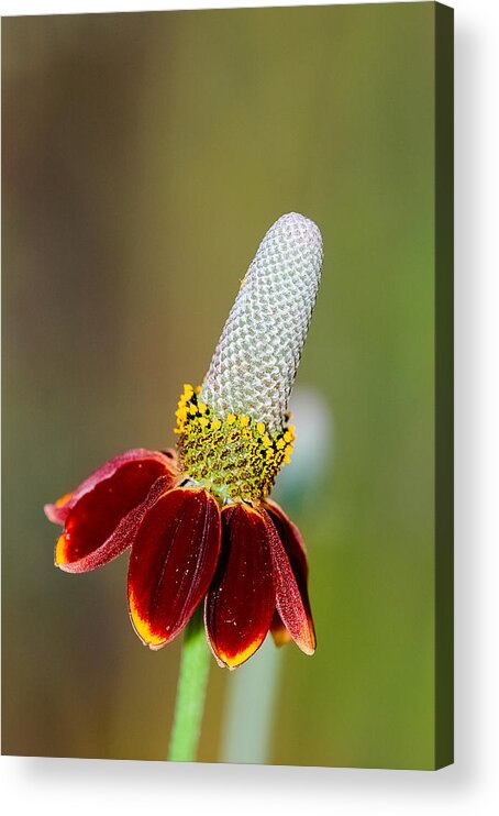 Bloom Acrylic Print featuring the photograph Mexican Hat by Don and Bonnie Fink